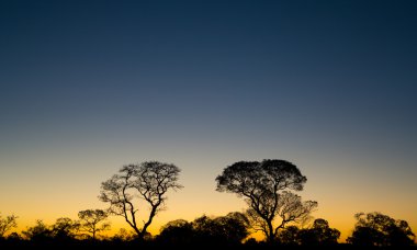 Brezilyalı pantanal günbatımında IPE ağaçlar