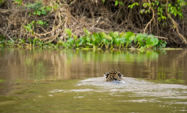 Jaguar em Pantanal — Fotografia de Stock
