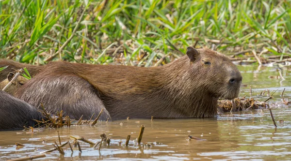 Kapybara. Hydrochoerus hydrochaeris — Stockfoto