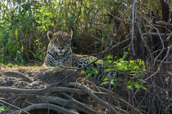 Front view of Jaguar standing in riverbank, Pantanal, Brazil — Stock Photo, Image