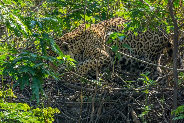 Tampilan samping dari Jaguar kamuflase di Pantanal berjalan melalui hutan — Stok Foto