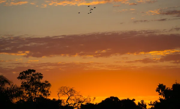 Sonnenuntergang im Pantanal — Stockfoto