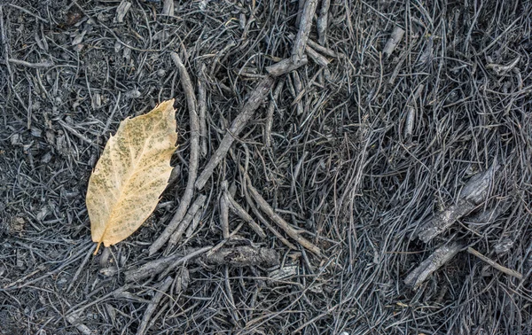 Kastanjeboom verbrand blad tegen donkere grond — Stockfoto