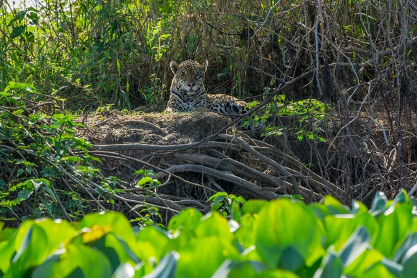 Vista frontale del selvaggio Jaguar in piedi in riva al fiume, Pantanal, Brasile — Foto Stock