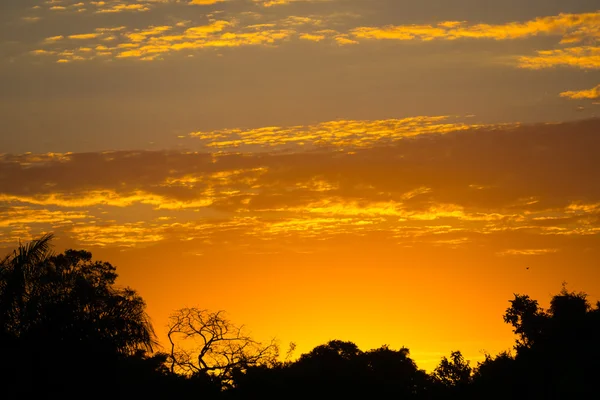 Solnedgang i pantanal – stockfoto