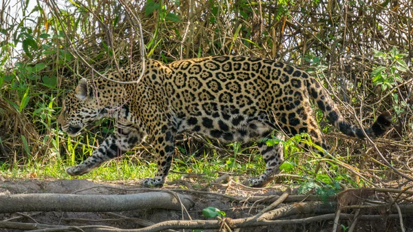 Vista laterale della Jaguar mimetizzata a Pantanal passeggiando nella foresta — Foto Stock