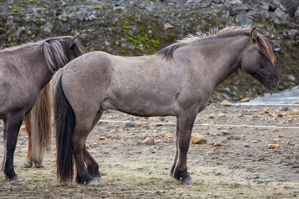 Sidovy av mörk brun islandshäst — Stockfoto