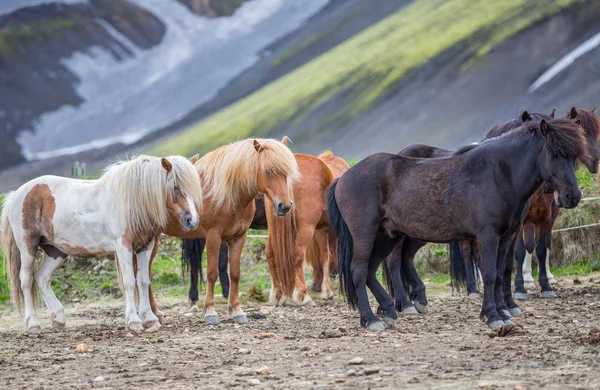 Sidovy av Islandshästar grupp i landmannalugar — Stockfoto