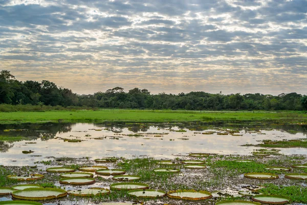 Brasilianische panantal skyline mit victoria regia pflanzen im wasser — Stockfoto