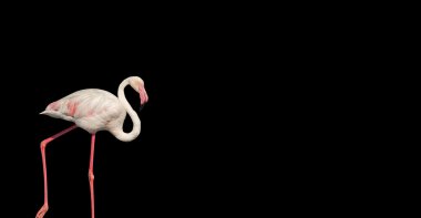 siyah arka plan üzerinde izole flamingo