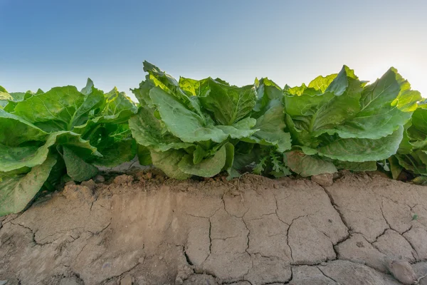Boční pohled na prvním řádku v salátu plantáž — Stock fotografie