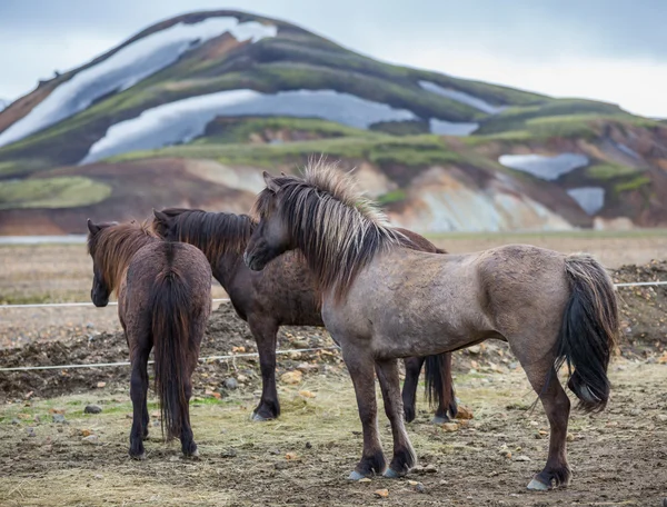 アイスランドの馬のグループ landmannalugar 信じられないほどの風景の中の背面図 — ストック写真