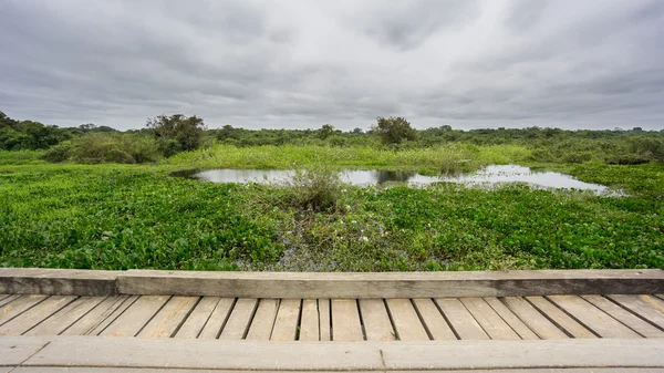 Ampia vista sul ponte in legno Transpantaneira Road nelle zone umide di Panantal — Foto Stock