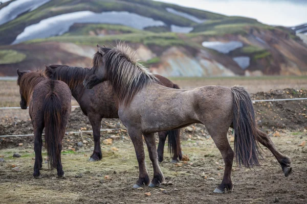 Widok z tyłu grupy islandzki koni w niewiarygodne krajobrazu landmannalugar — Zdjęcie stockowe