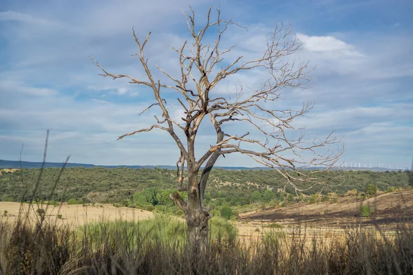 Chestnut tree after the Fire — Stock Photo, Image