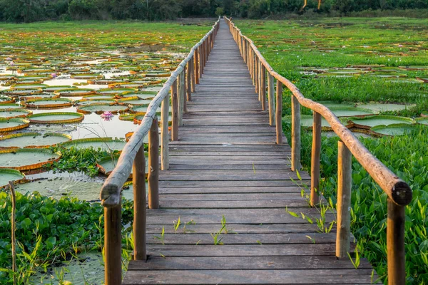 Brazilian Panantal, Victoria Regia plant and wooden footbridge — Stock Photo, Image