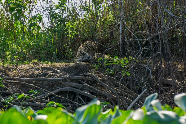 Vorderansicht eines wilden Jaguars am Flussufer, Pantanal, Brasilien — Stockfoto