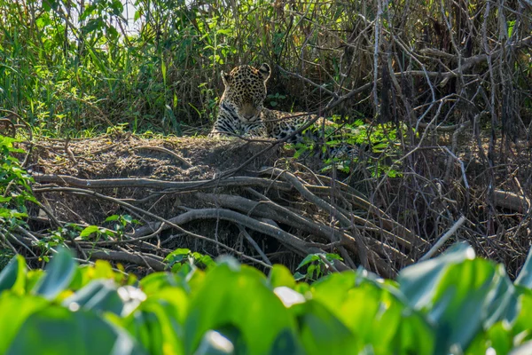 Front view of wild Jaguar licking skin in riverbank, Pantanal, Brazil — Stock Photo, Image
