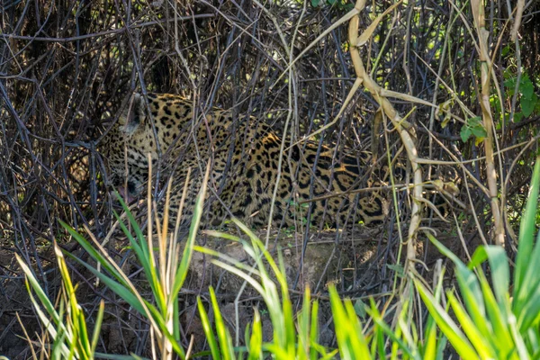 Sivunäkymä villi Jaguar nuolee itseään joen rannalla, Pantanal, Brasilia — kuvapankkivalokuva