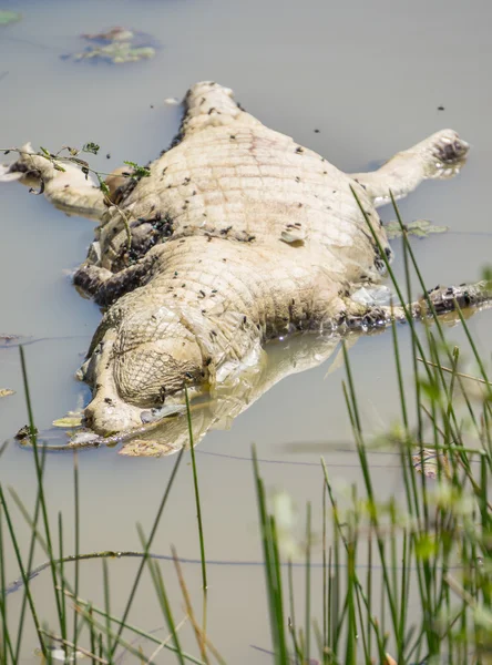 Dead crocodile in pond covered with flies — Stock Photo, Image