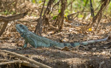 Iguana in riverbank of Brazilian Pantanal clipart