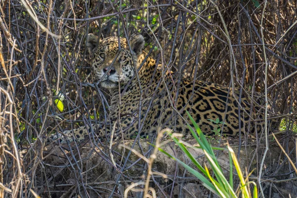 Wild Jaguar dietro le piante in riva al fiume, Pantanal, Brasile — Foto Stock
