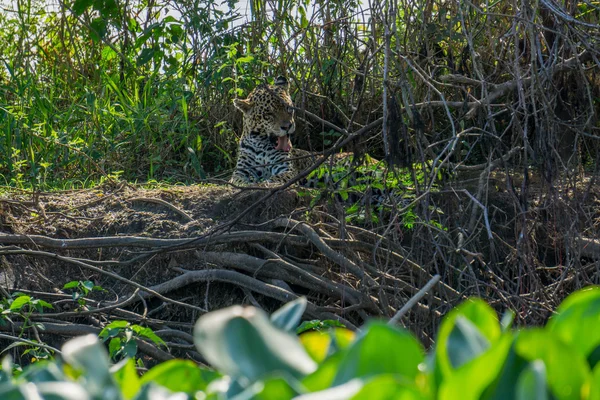 Vista frontale della selvaggia Jaguar leccarsi in riva al fiume, Pantanal, Brasile — Foto Stock