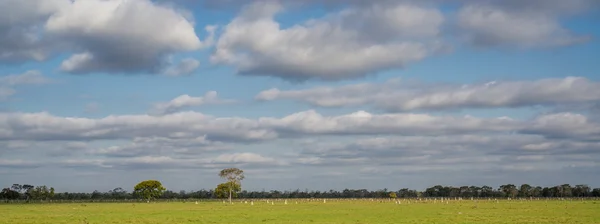 Panoramik termit yuvalarının Pantanal, Brezilya — Stok fotoğraf