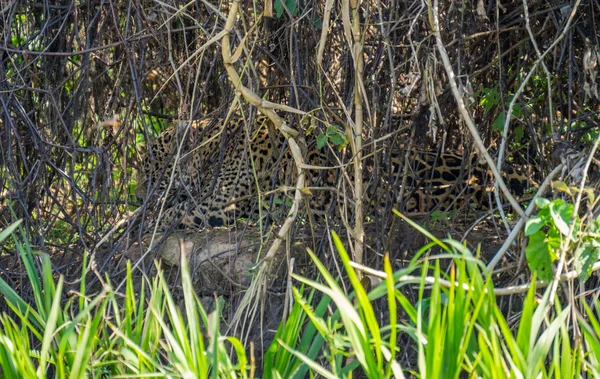Wild Jaguar licking itself behind plants in riverbank, Pantanal, Brazil — Stock Photo, Image
