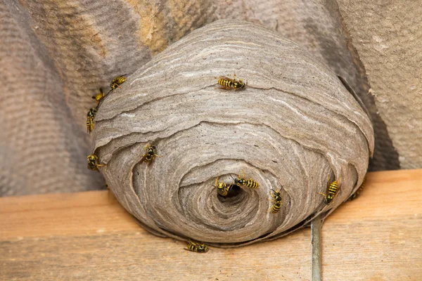 Wespen nesten close-up — Stockfoto