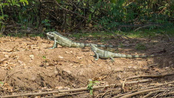 Iguanas couple in riverbank of Brazilian Pantanal — Stock Photo, Image