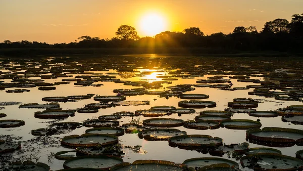 Pôr do sol nas zonas húmidas do pantanal com lagoa, árvores do Ipe e victoria regia Fotografia De Stock