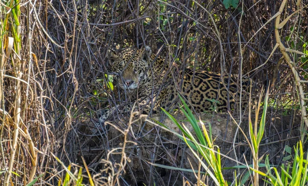 Wild jaguar achter planten in rivieroever, pantanal, Brazilië — Stockfoto