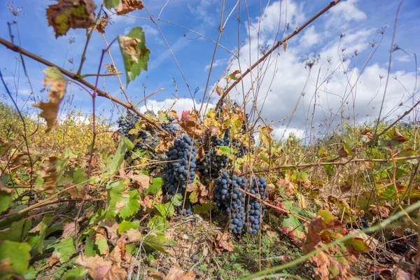 被忽视的葡萄园在蓝蓝的天空。在秋天成熟的葡萄. — 图库照片