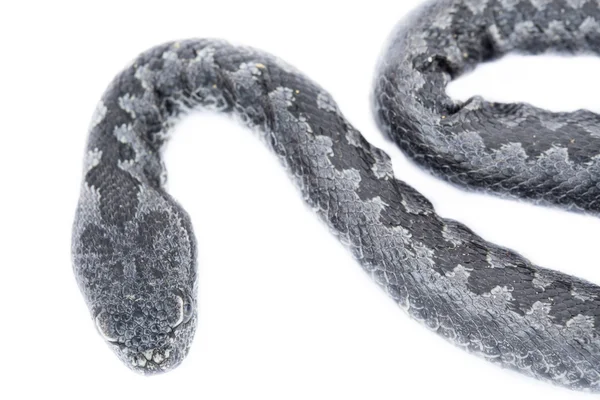 Vista dall'alto di Viper snake baby, Vipera latastei — Foto Stock
