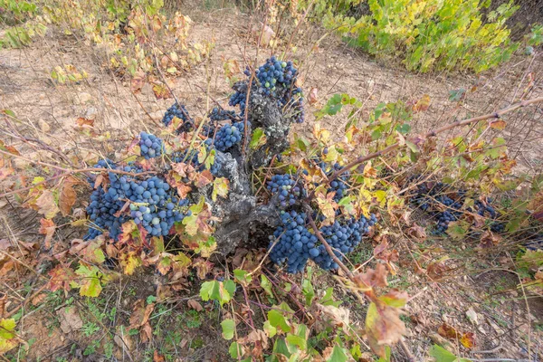 Top view of Neglected Vineyard with black grapes bunch — Stock Photo, Image