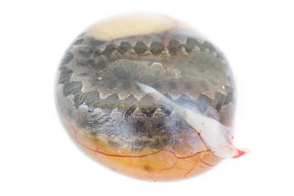Zbliżenie Żmija węża całe jajko, żmija iberyjska — Zdjęcie stockowe