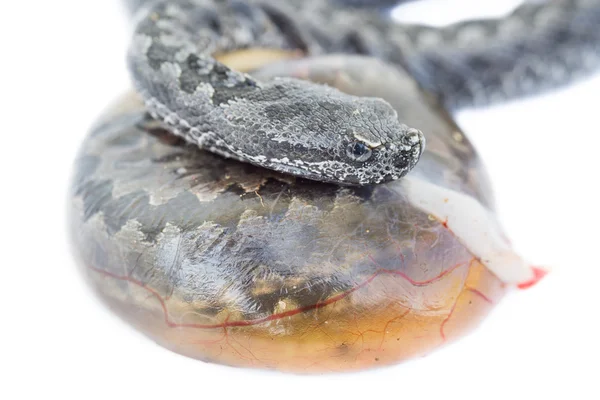 Viper closeup yılan bebek ve yumurta, Vipera latastei — Stok fotoğraf