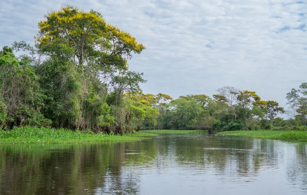 Panantal brasiliano e fiume — Foto Stock