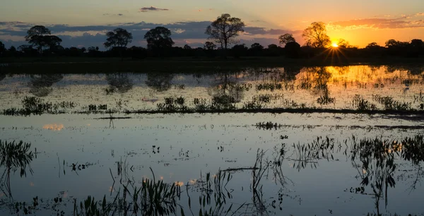 Puesta de sol en humedales pantanales con estanques y árboles ipe —  Fotos de Stock