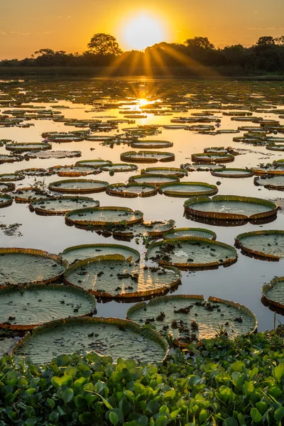 Pantanal sulak gölet, IPE ağaçlar ve victoria regia gün batımı