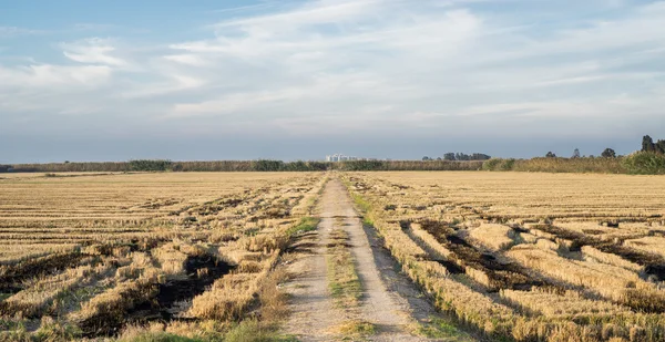 Albufera quema plantaciones de arroz con pista y skyline de la ciudad —  Fotos de Stock