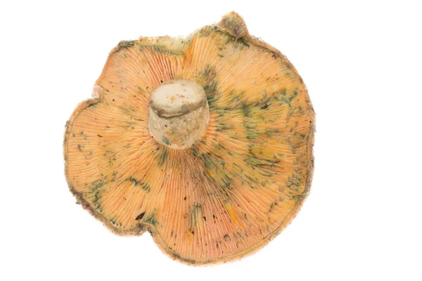 Lactarius deliciosus mushroom bottom view over white background — Stock Photo, Image