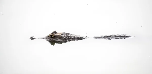 Wildlife crocodile profile over white water — Stock Photo, Image