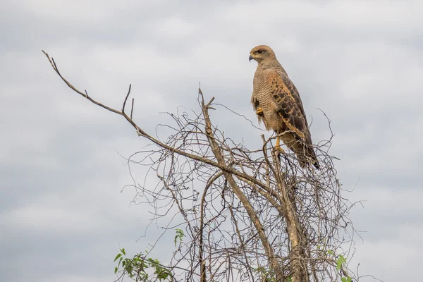 Adelaar zat op de top van boom — Stockfoto