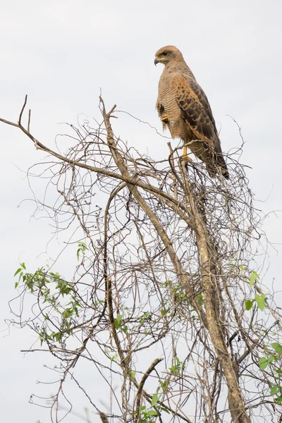 Águia empoleirada em cima da árvore — Fotografia de Stock