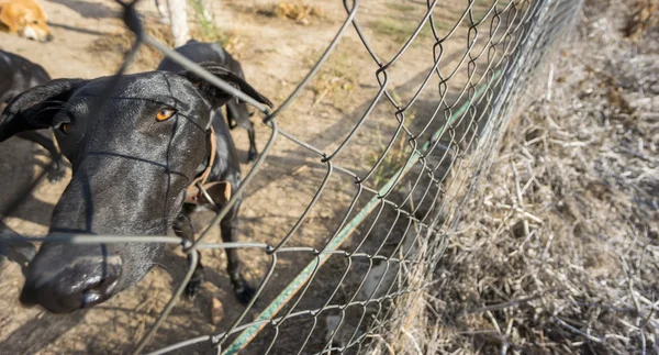 悲しい犬の広角ビューはフェンスの後ろにロックされています。 — ストック写真