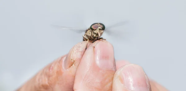 Yaşlı adam el üzerinde uçan sinegi closeup — Stok fotoğraf