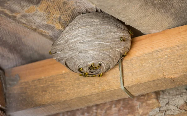 Wasps nest below asbestos roof — Stock Photo, Image