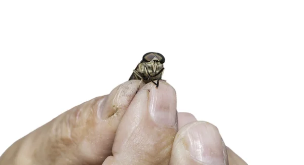 Horsefly over old man 's hand — стоковое фото